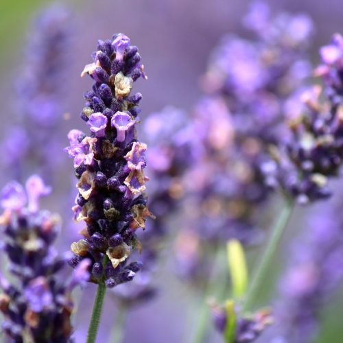 lavendar, stem, bloom, purple, macro, close up