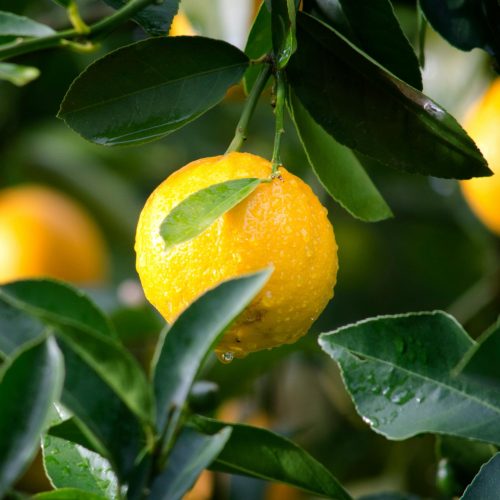 Close-up of a ripe lemon with dewdrops surrounded by green leaves, symbolizing freshness and vitality.